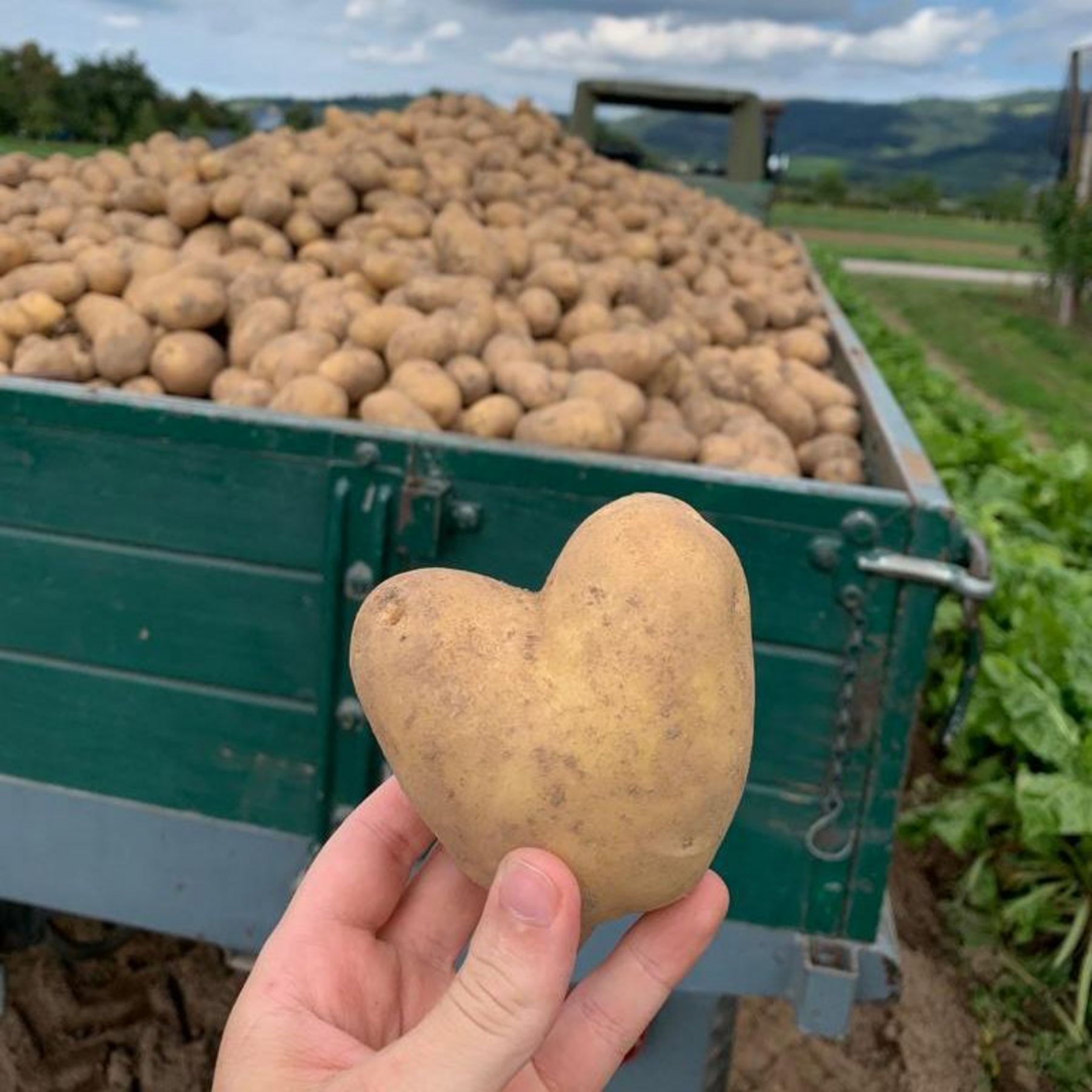 Eine Kartoffel in Herzform